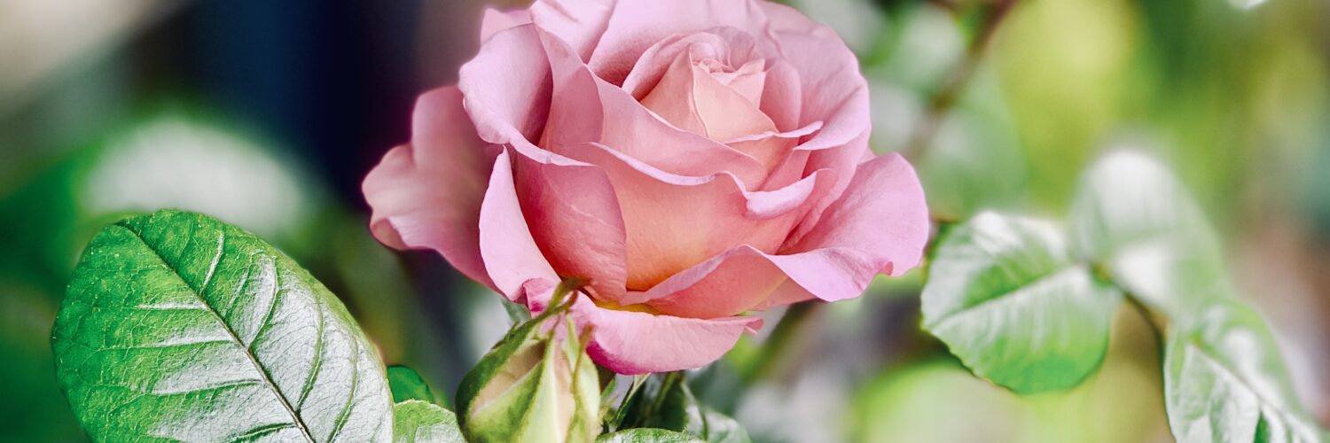 Rosa