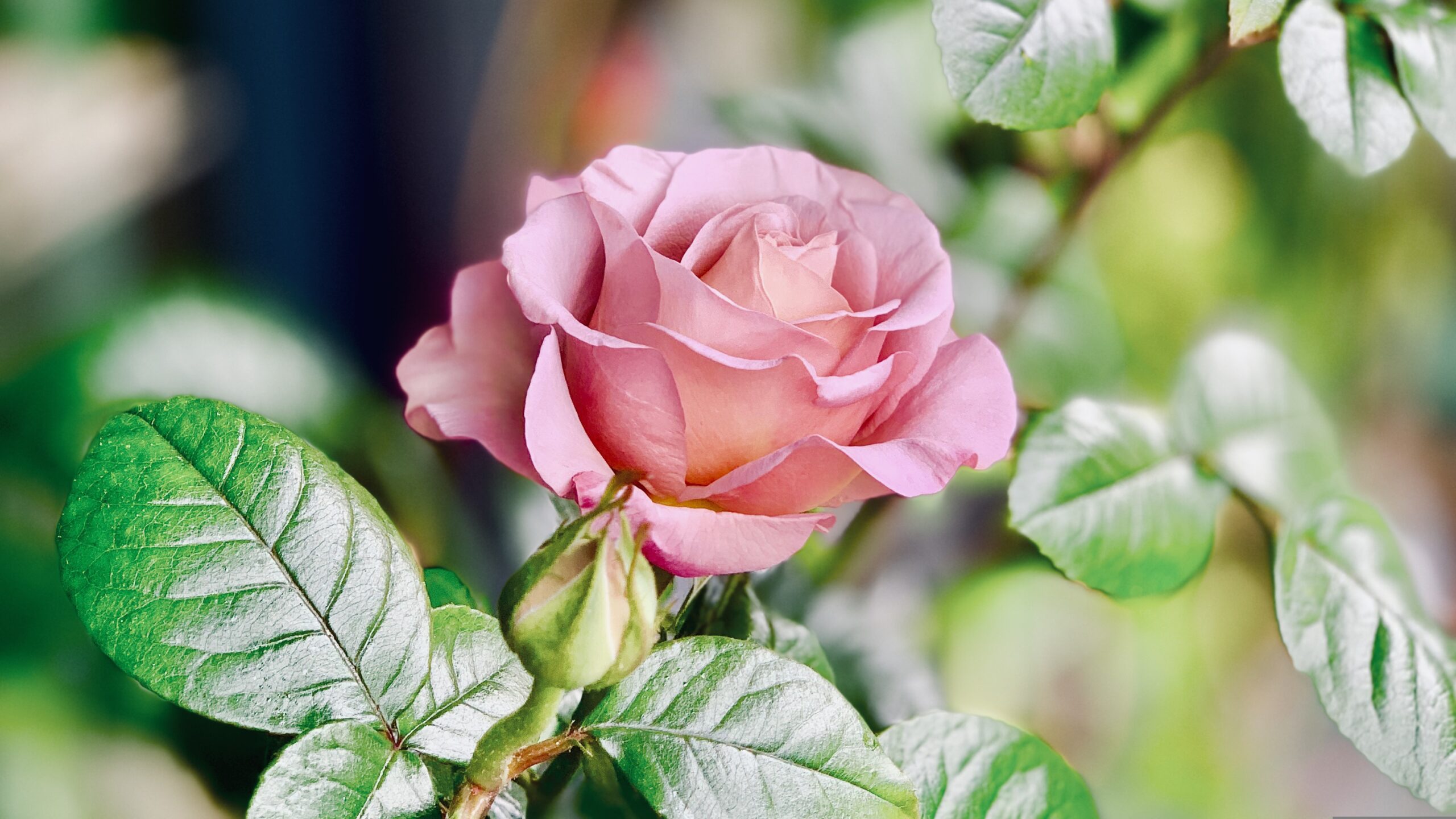 Rosa